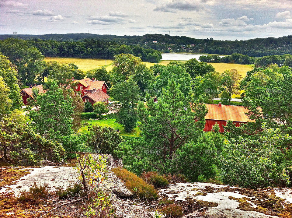 landscape sweden summer trees by lgt41