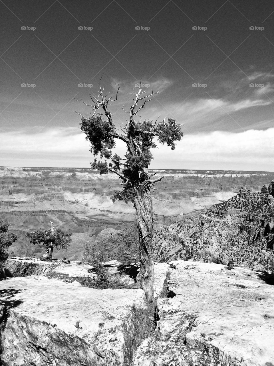 Lone tree at Grand Canyon