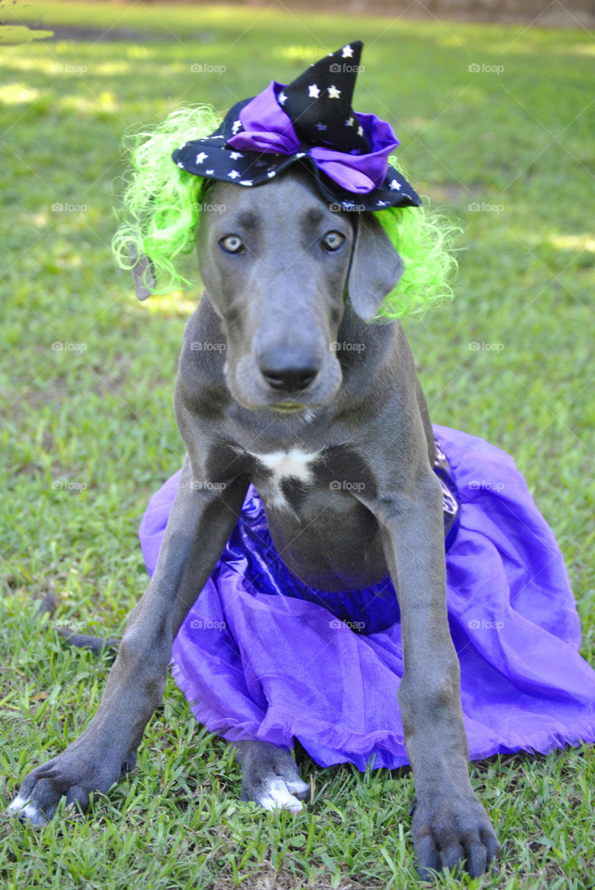 Great dane wearing witch costume