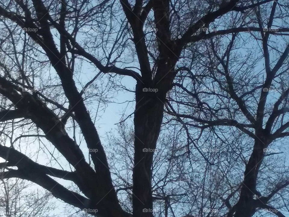 love trees so Dreud.