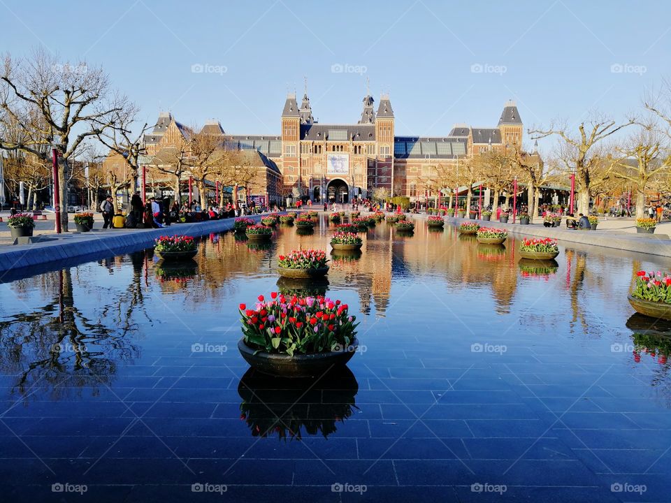 Tulip in water on Amsterdam street