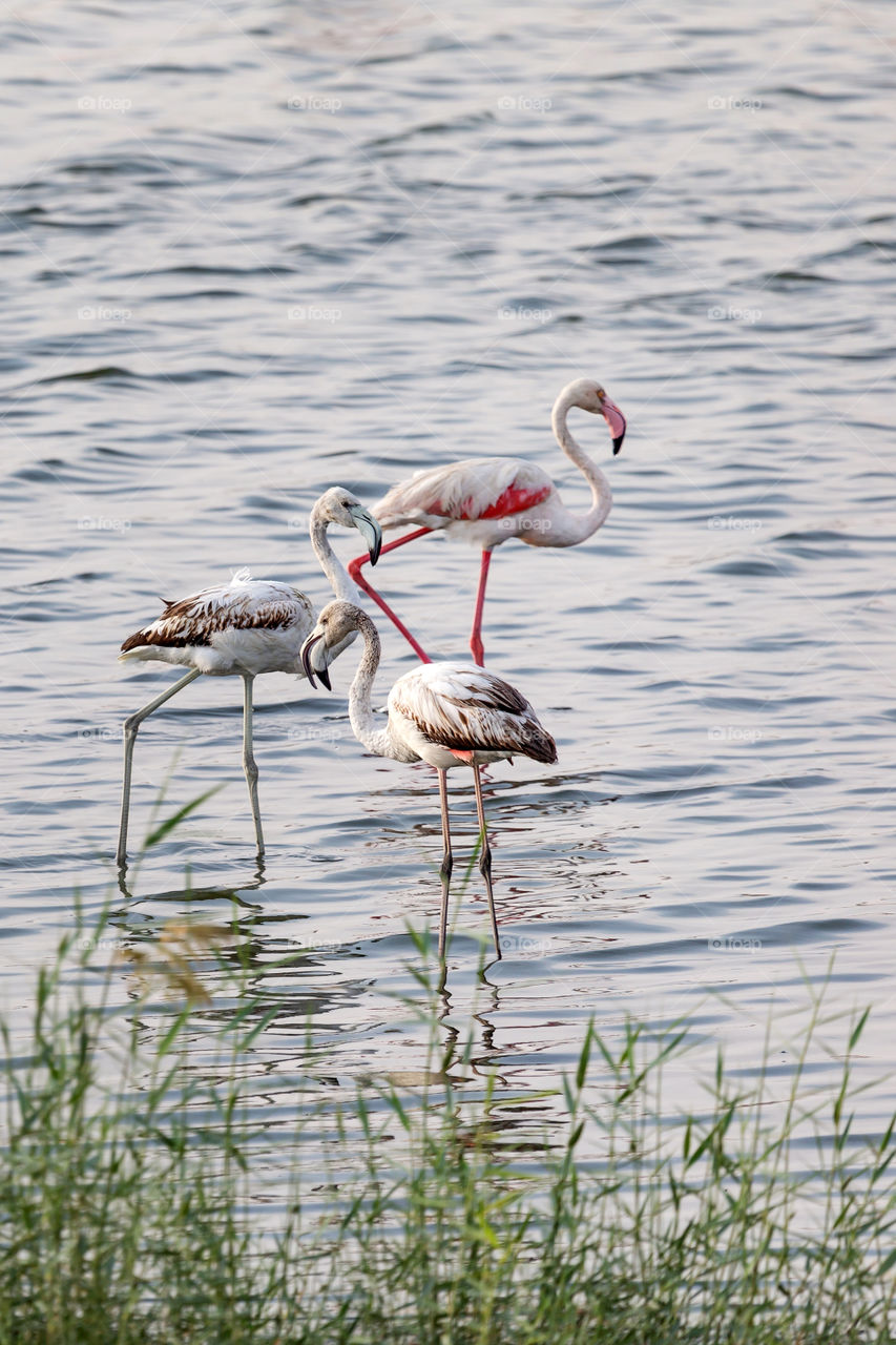 Three flamingos at the lake