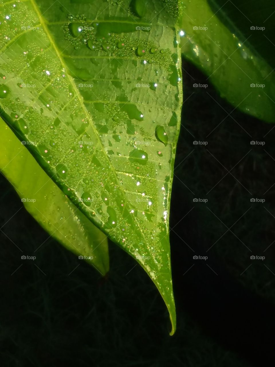 Drops On A Leaf
