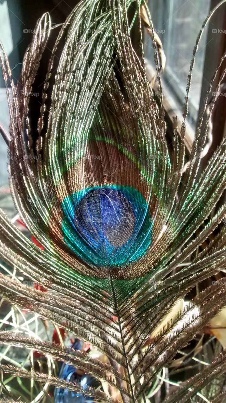 Beautiful Peacock Feather. Sun shining on a beautiful blue, green, and brown peacock feather.