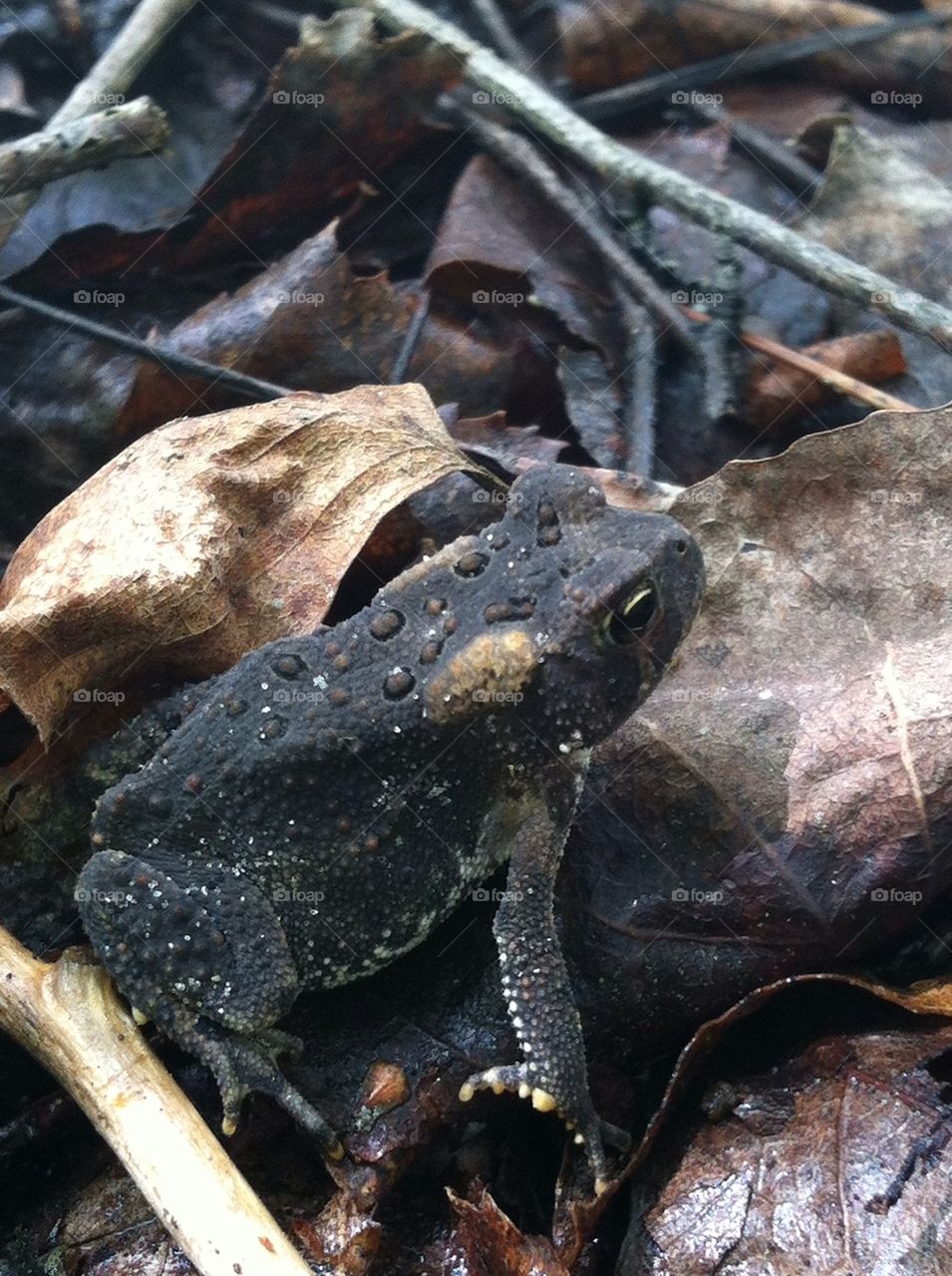 Black toad
