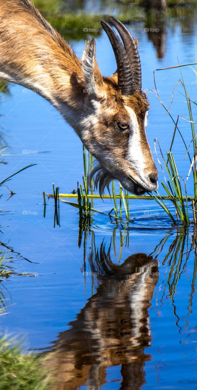 Mirror mirror on The wall.
Another vinkle of the goat photography. Im sure he thinks he look handsome in The water or dis he think WHO are you?