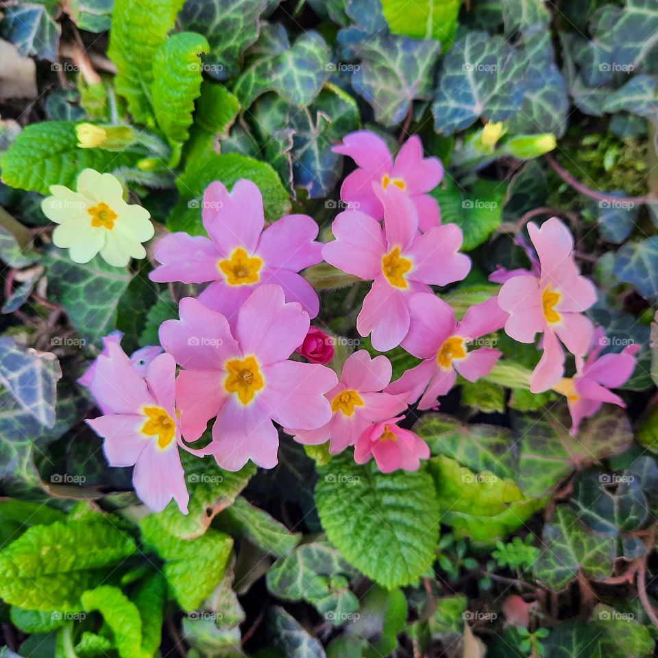 Spring flowers