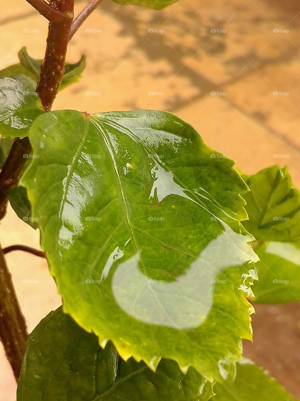 Collected rain water on leaf