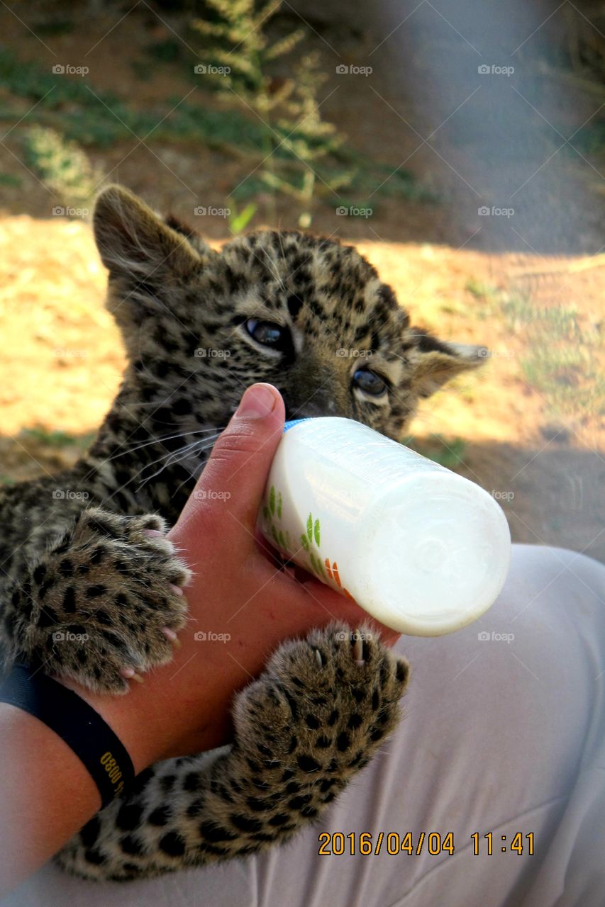 Leopard cub being hand raised