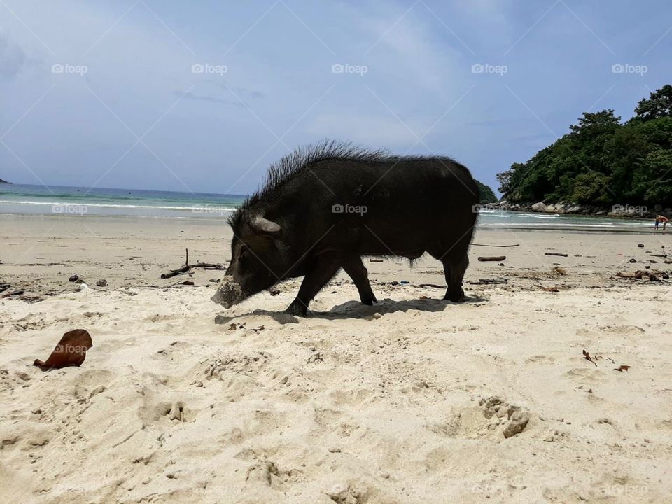 beach hog