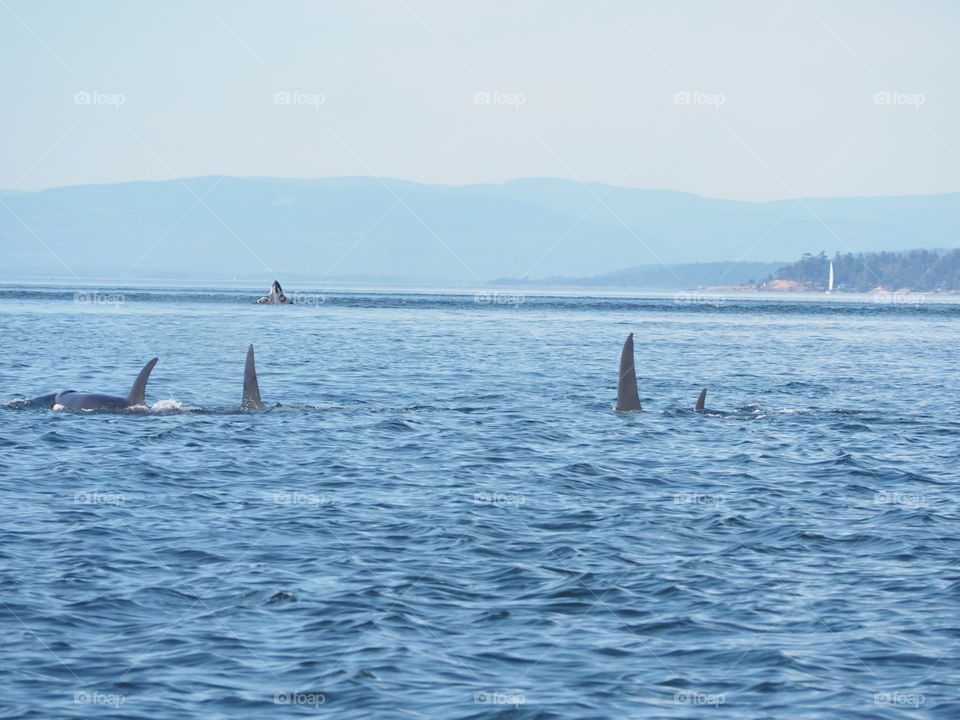 Orcas 