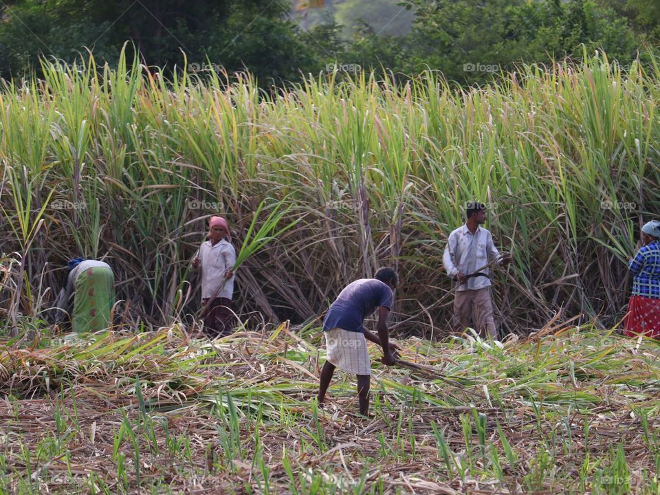 sugarcane