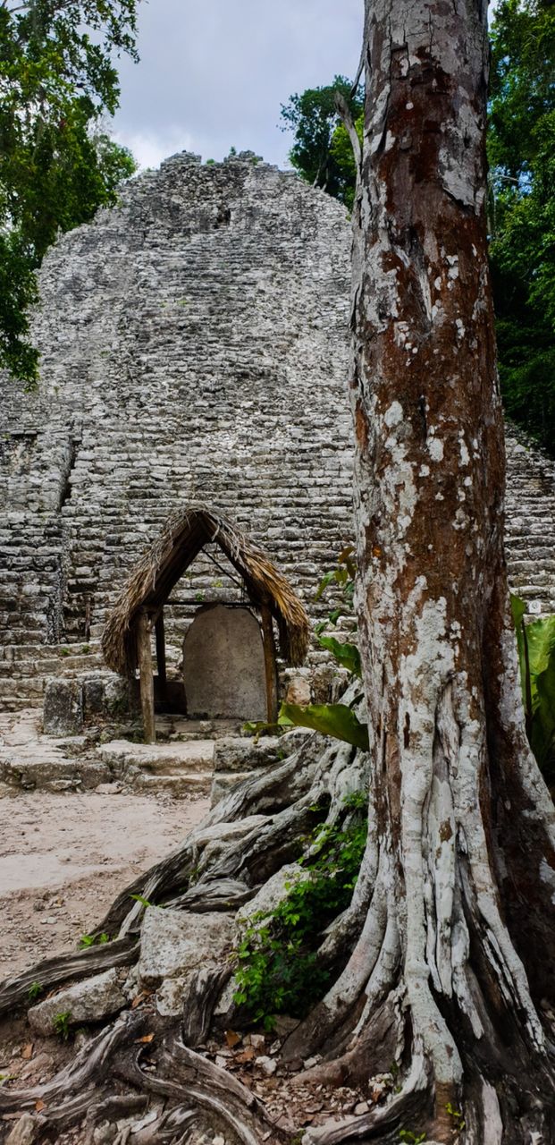 mayas