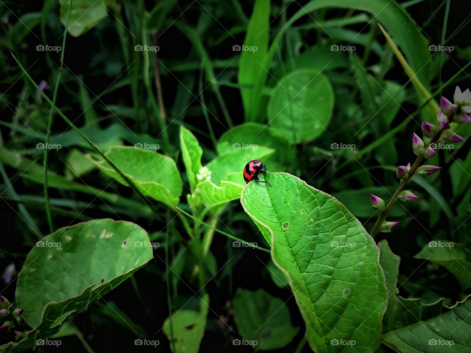 small size of bug was run away the leaf