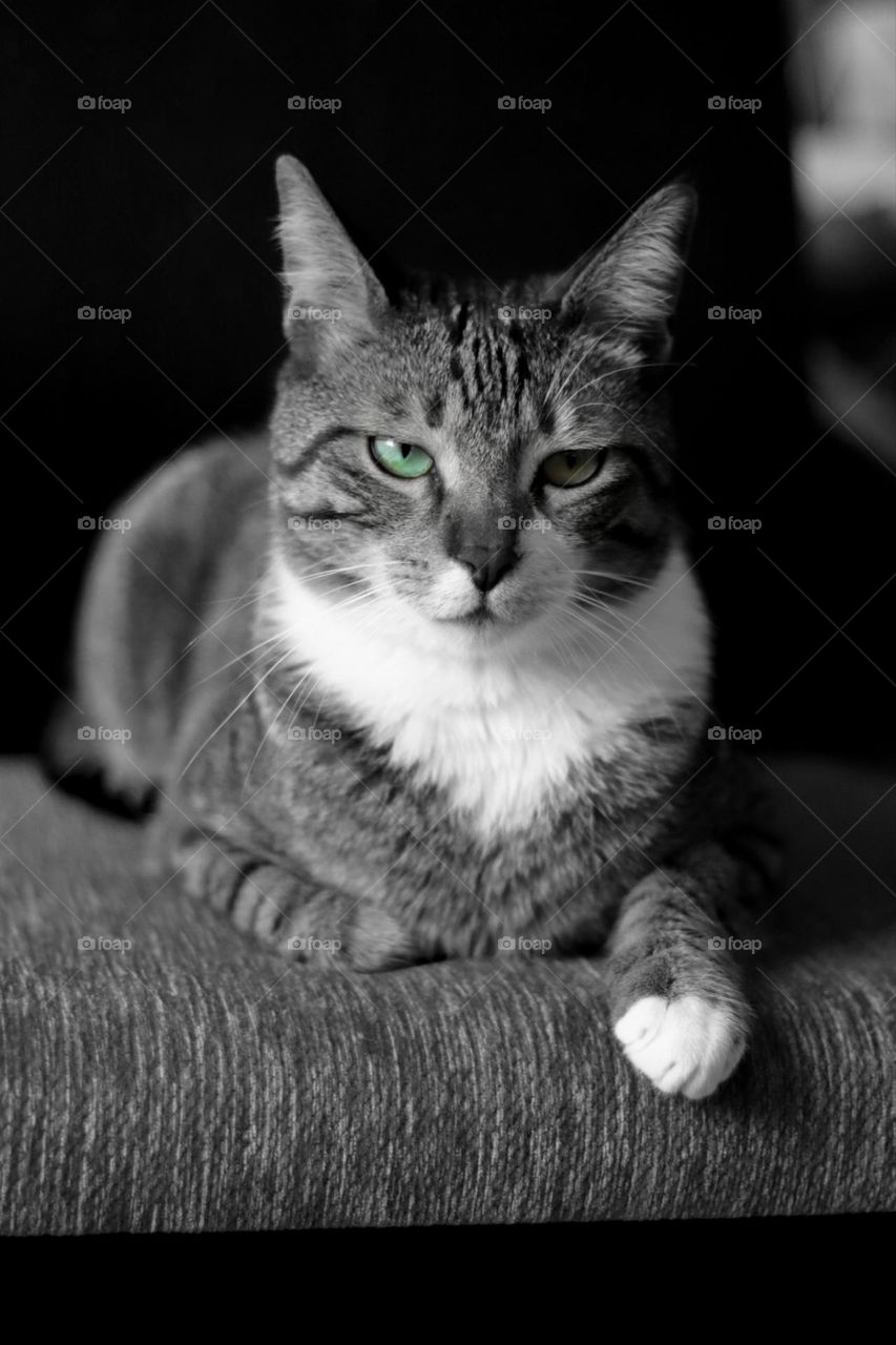 It's all in the eyes chico