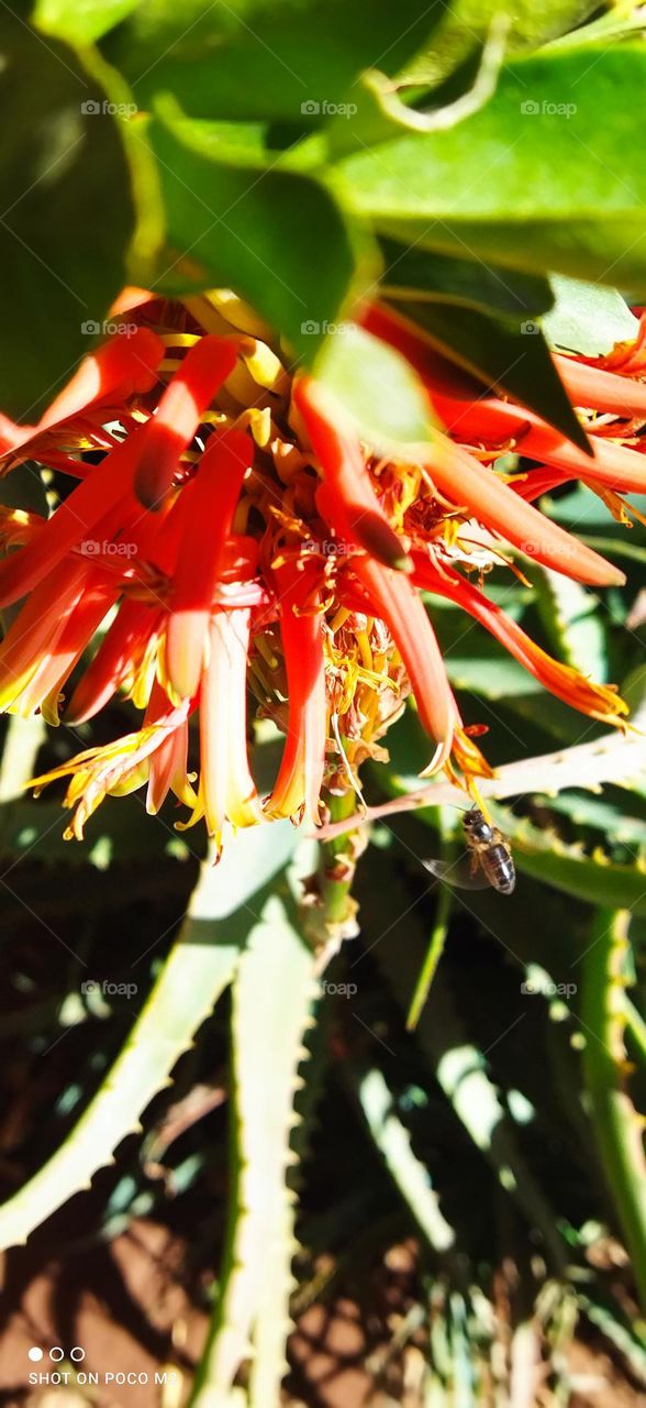 beautiful bee on flower