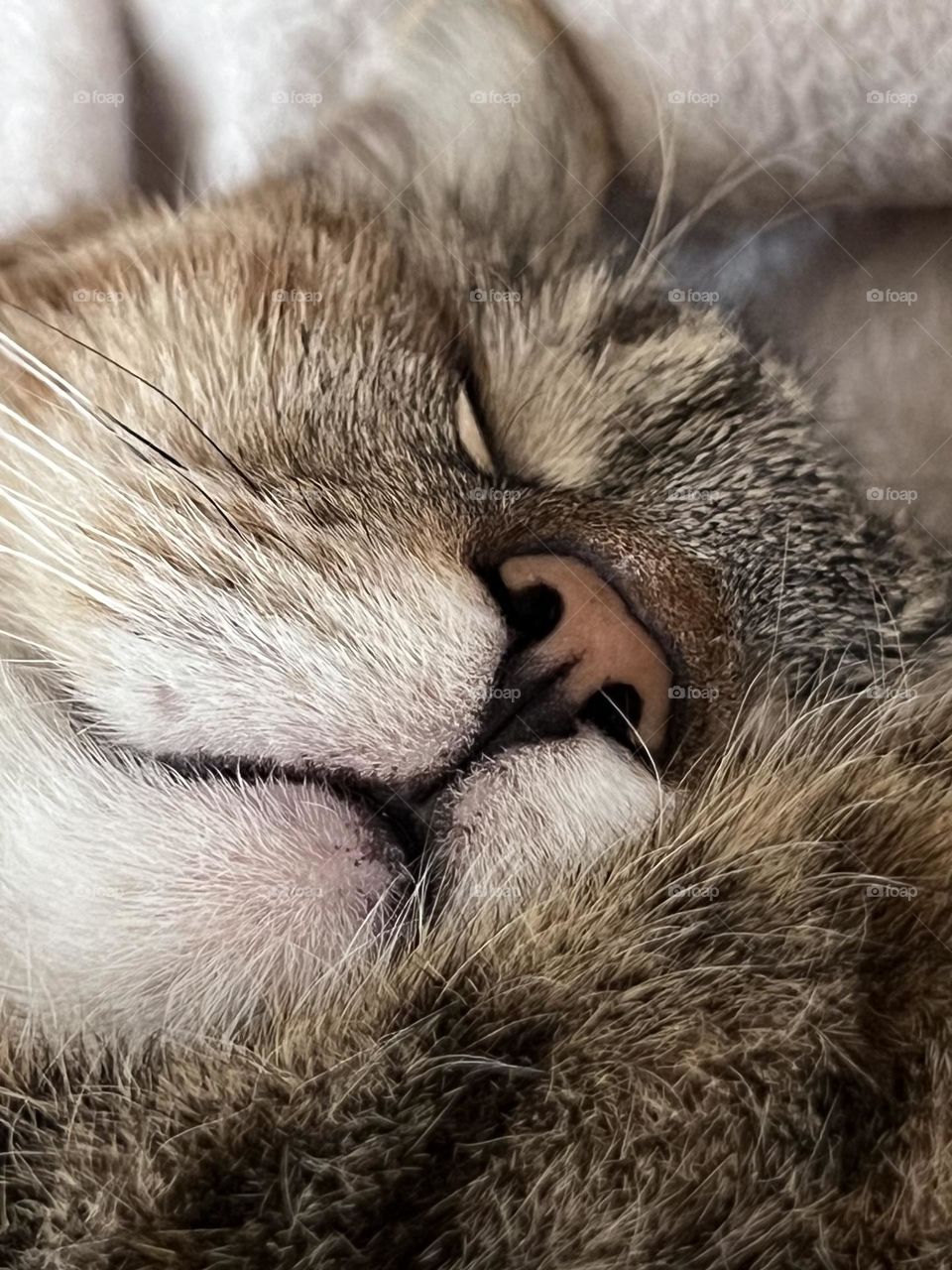 Sleeping cat