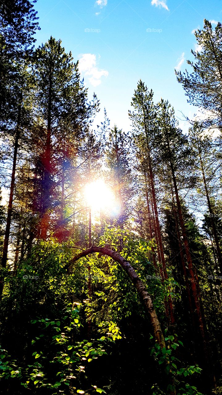 summerday in the wood