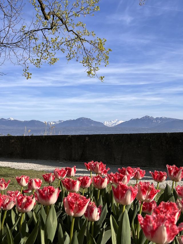 Winter and spring in one photo, amazing mountains snd beautiful tulips 