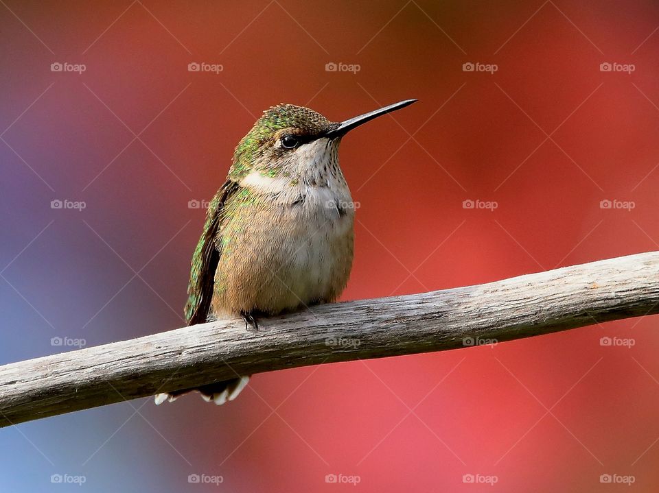 hummingbird