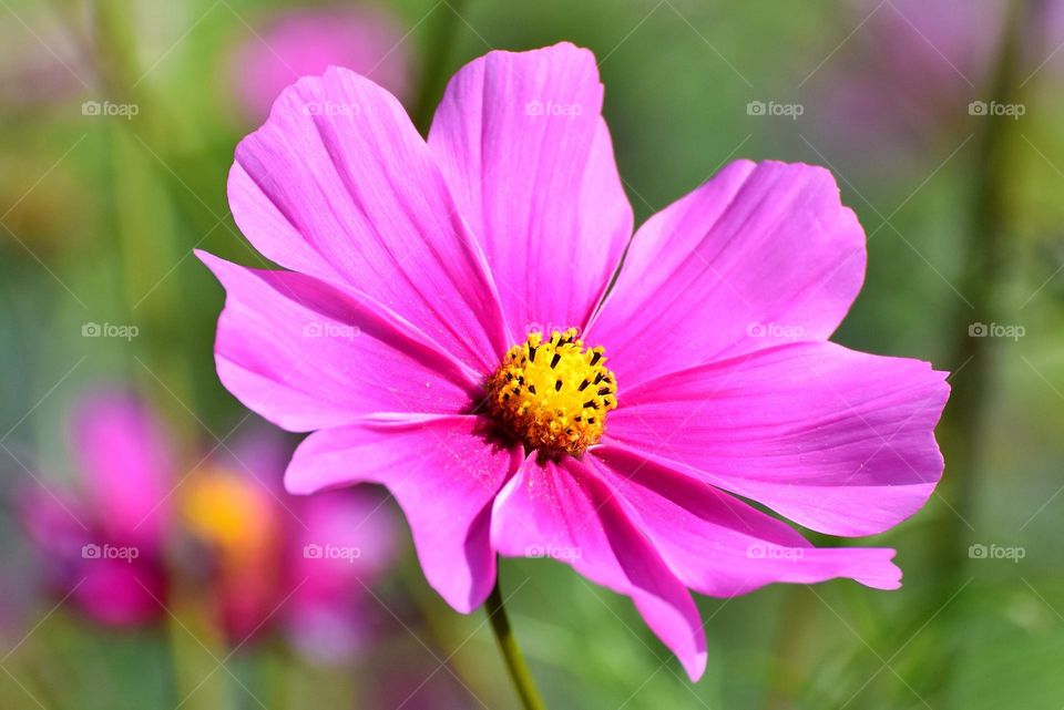 Beautiful flowers in bloom