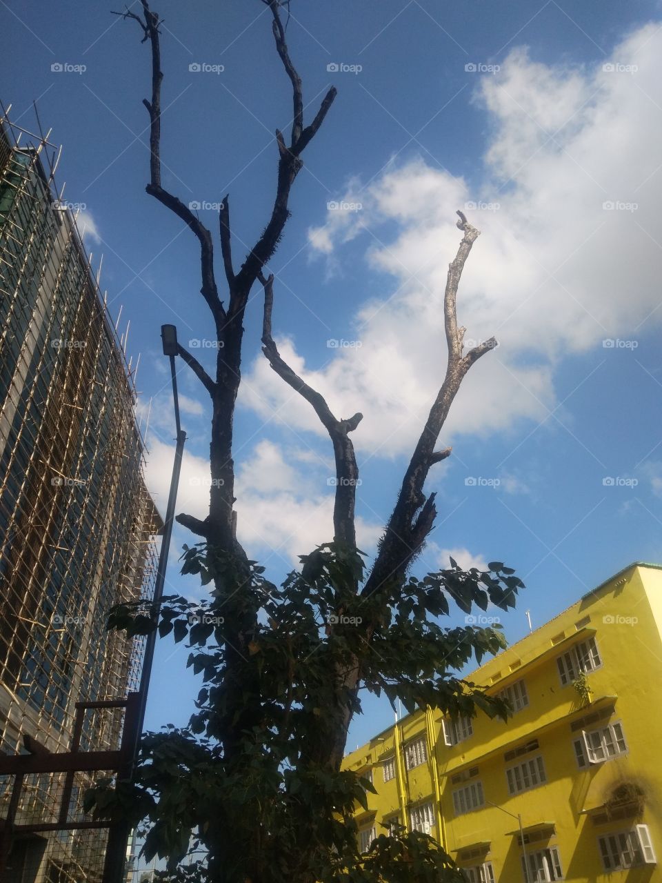 DIEING TREES IN BETWEEN BUILDINGS