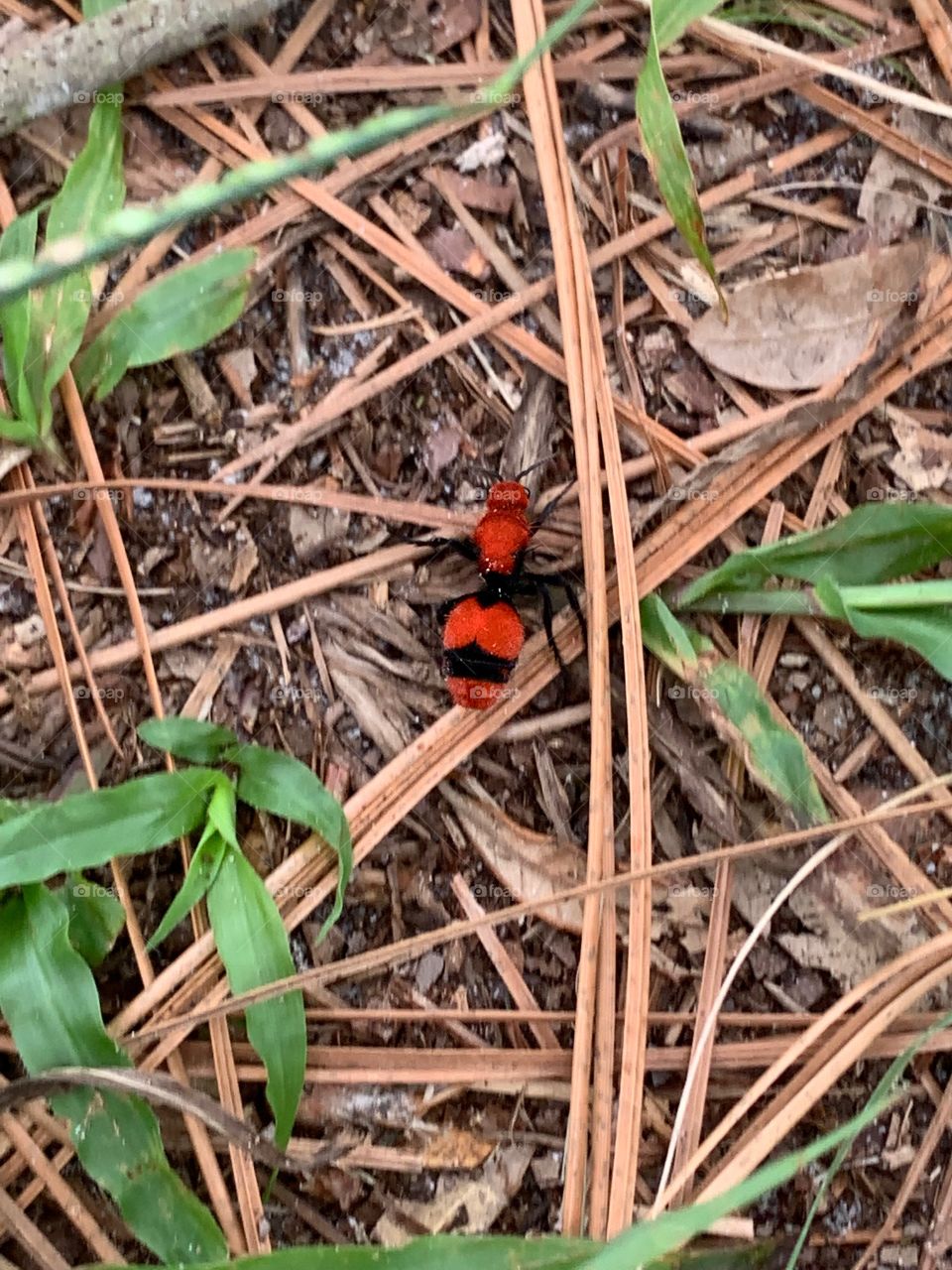 Dasymutilla occidentalis (red velvet ant or eastern velvet ant)