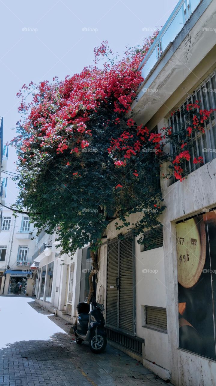 Blooming tree in Nicosia