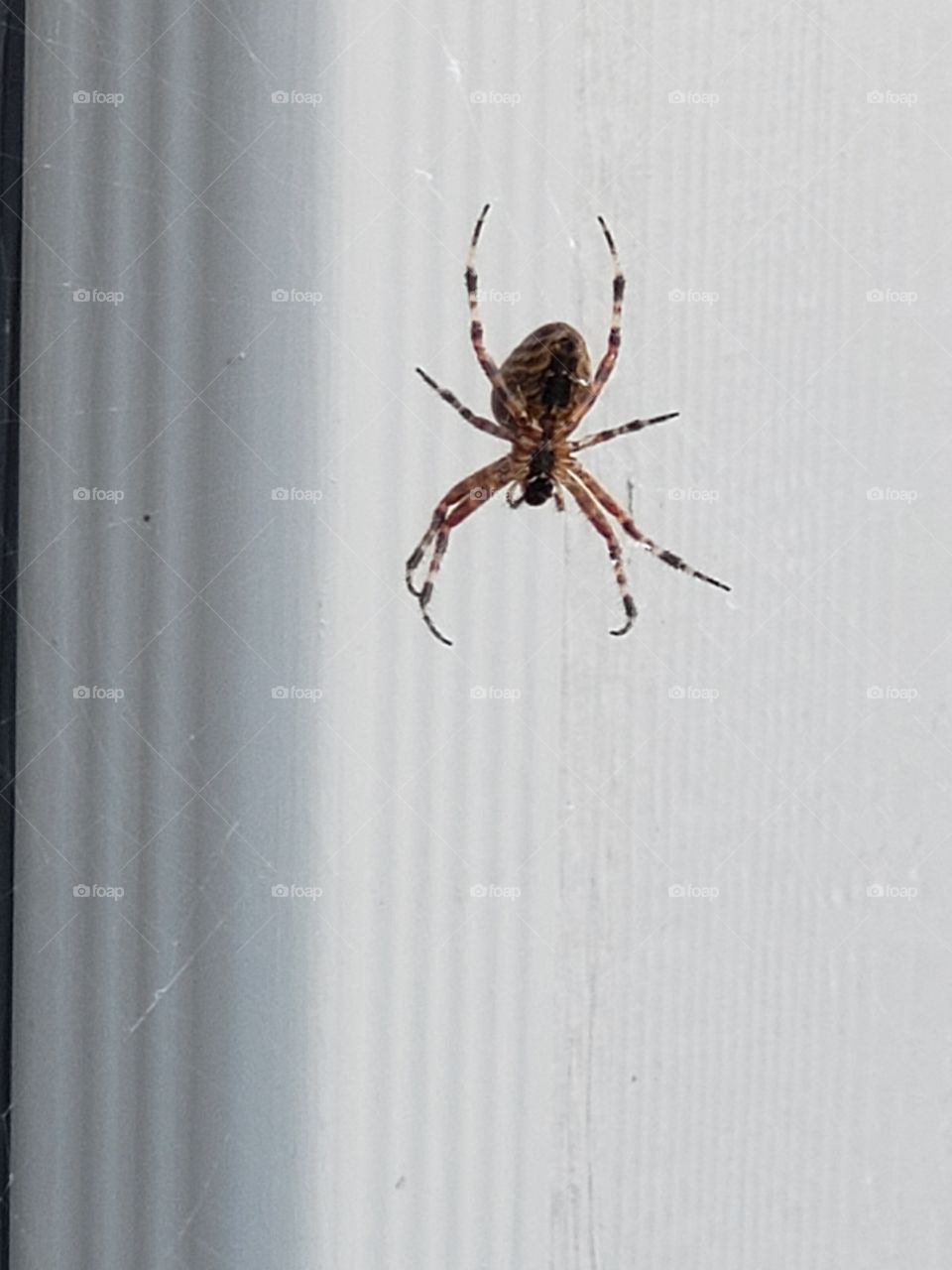 Venom, insect,spider