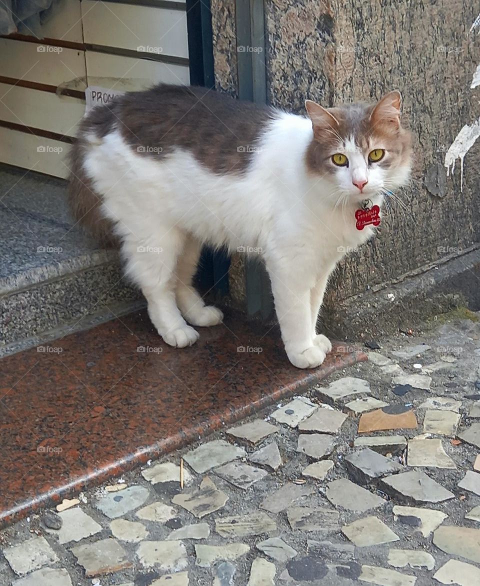 Gatas e gatos do Rio