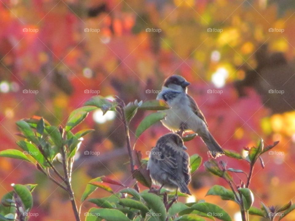 Fall Friends