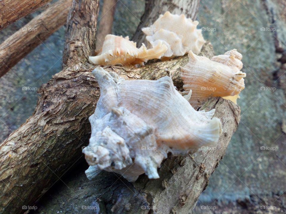 seashells