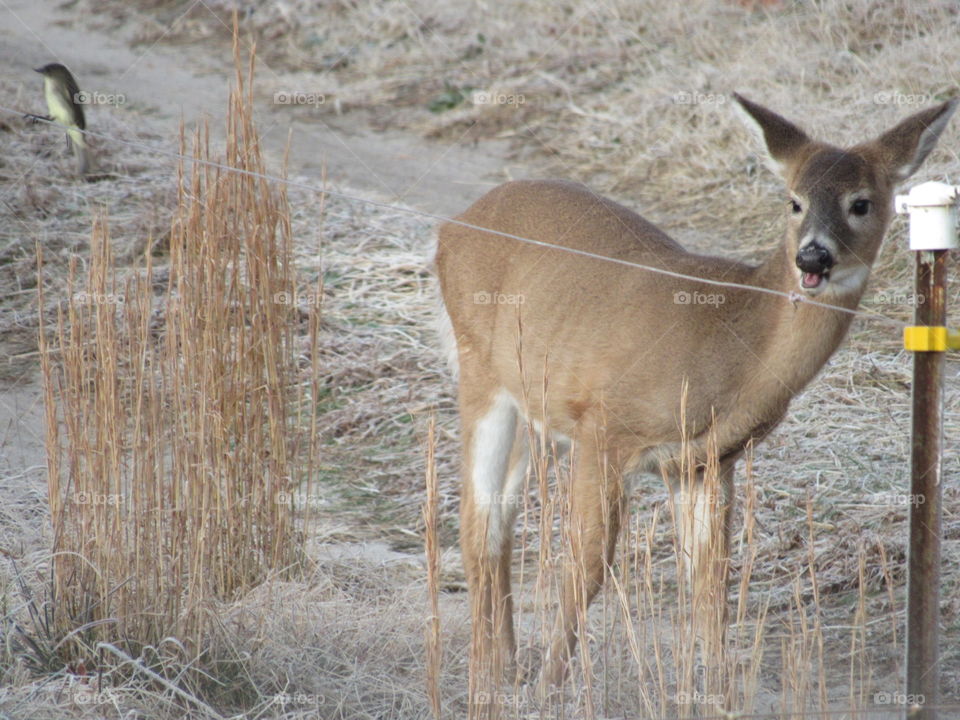 Mammal, Wildlife, Deer, No Person, Nature