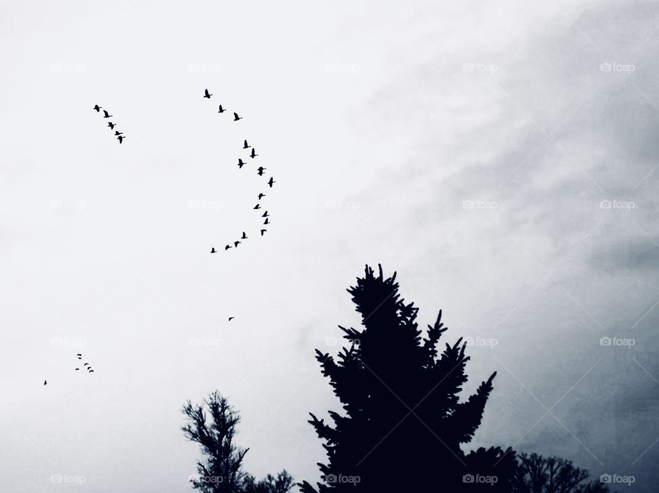 Birds flying in formation on a cloudy, winter day. 