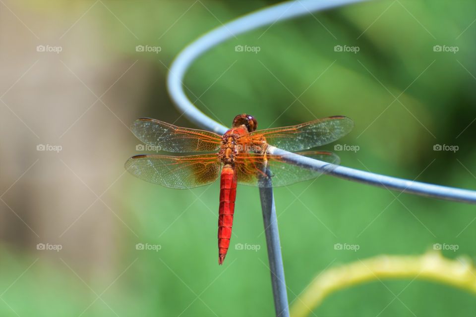 Red dragonfly