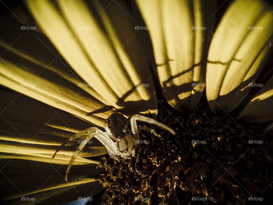 shadow of a spider on a sunflower