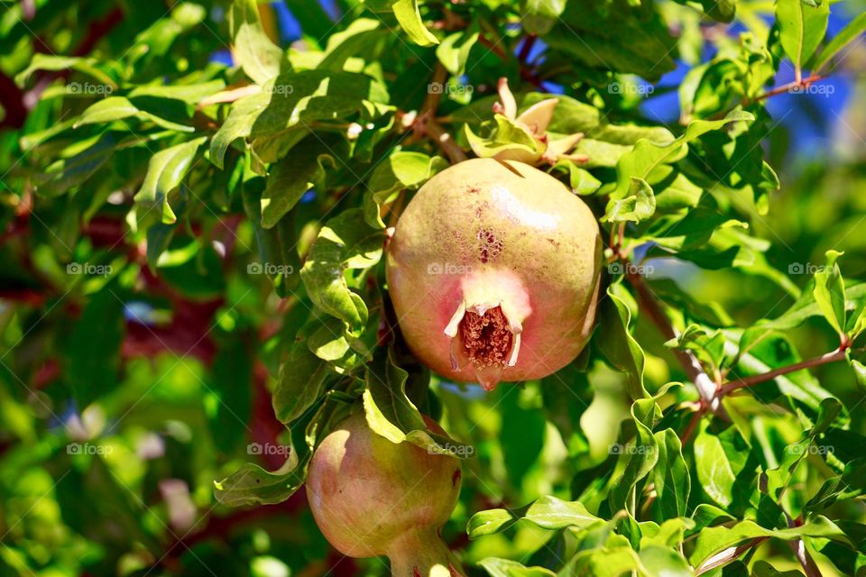 Pomegranate fruit and foliage