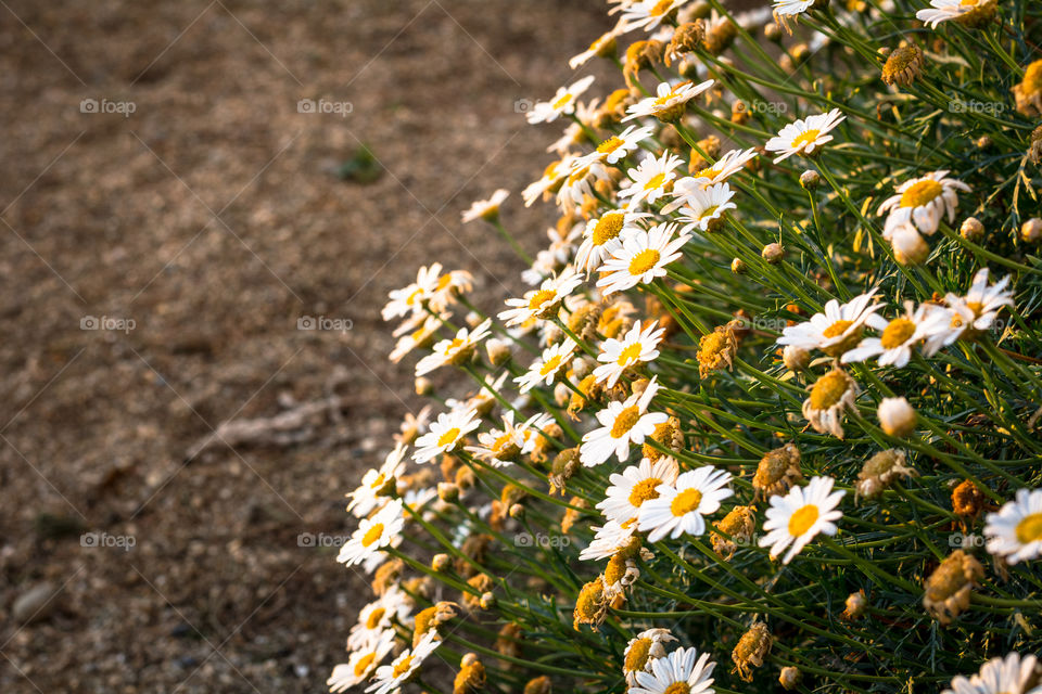 A lot of margaritas flowers crowded as an army 