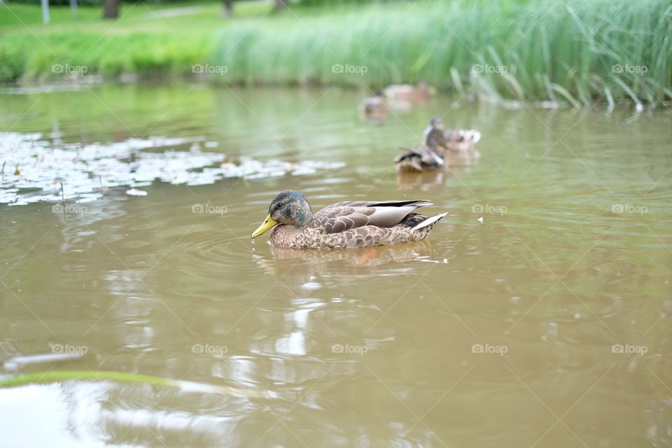 mallard