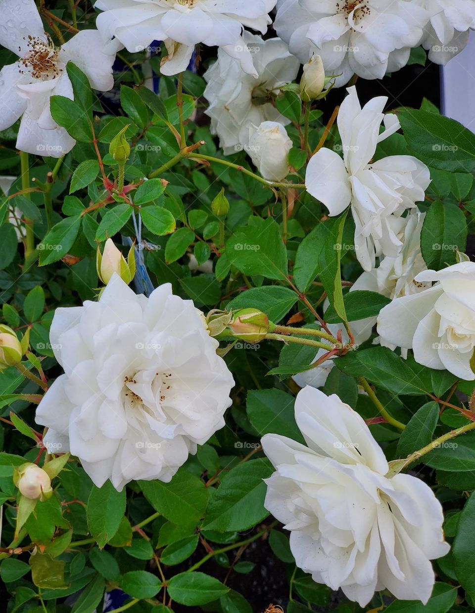 White Roses in the Garden
