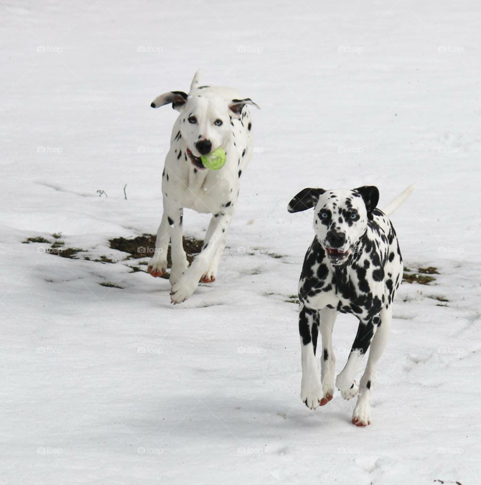 Two dog playing on snow with ball