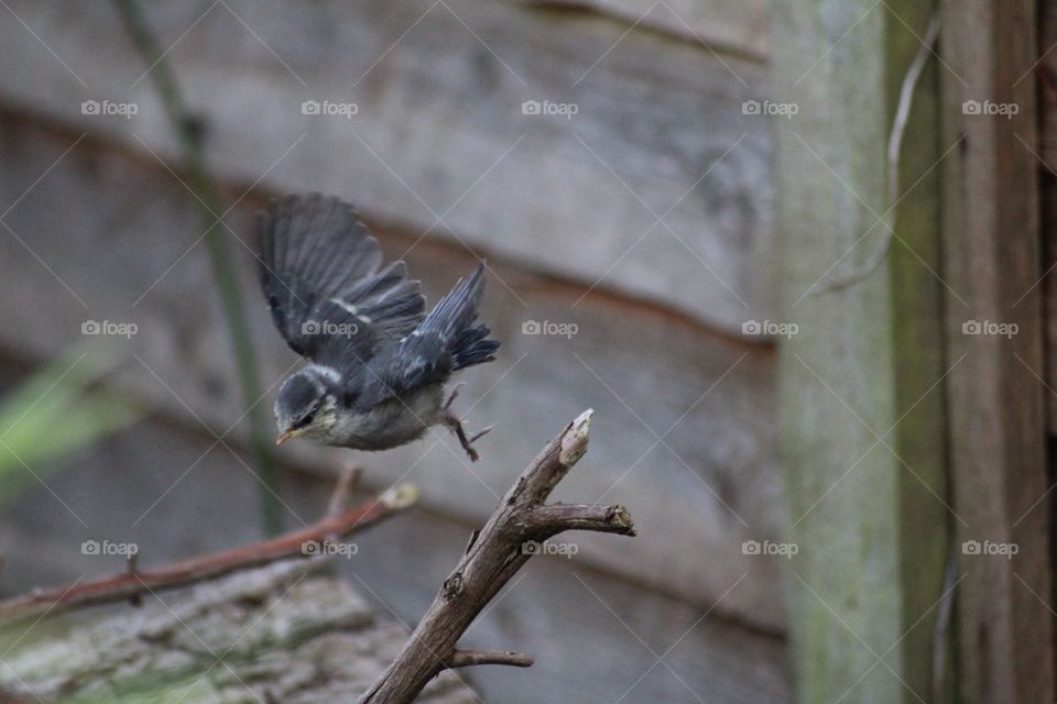 A young blue tit fledgling learning to fly