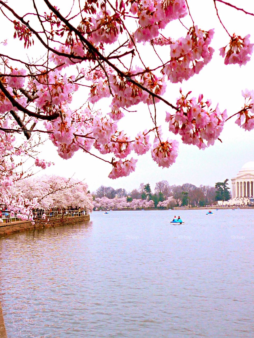 This is spring  - Cherry blossoms extend over the Potomac river during the annual spring Cherry Festival 