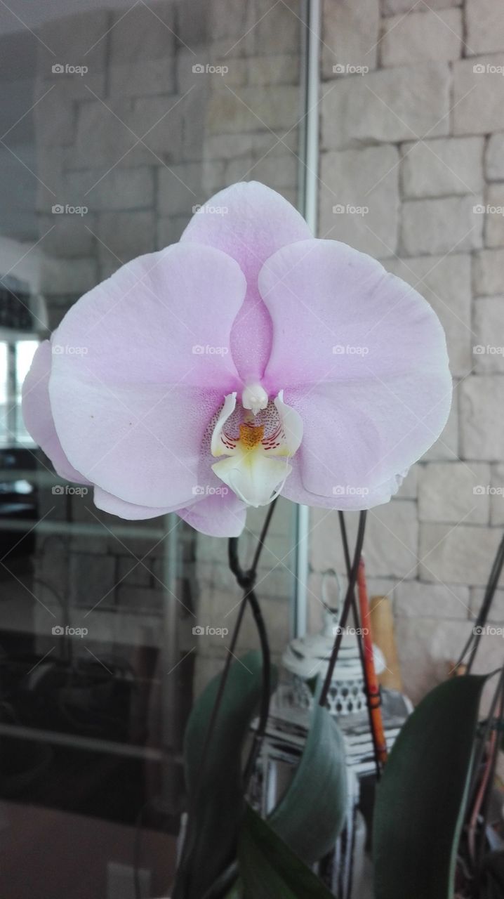 Orchids are the most beautiful yet most fragile flowers