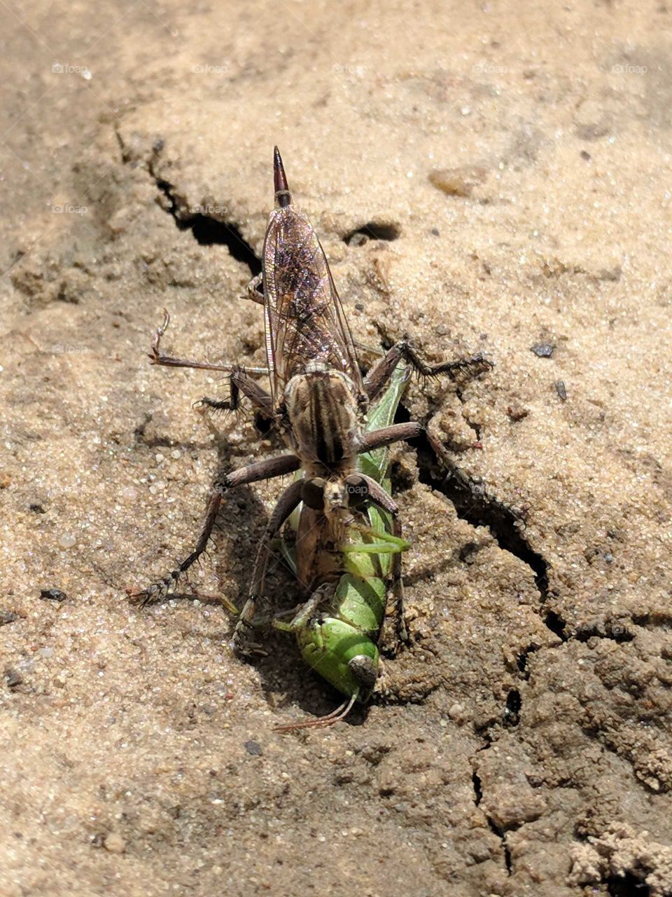 Robber Fly Eating Grasshopper