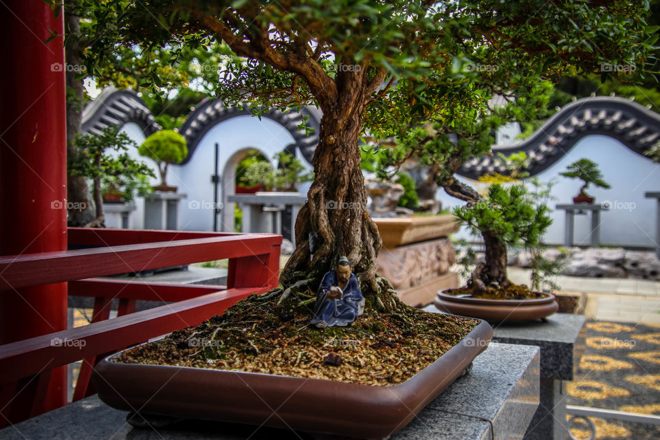 Bonsai garden