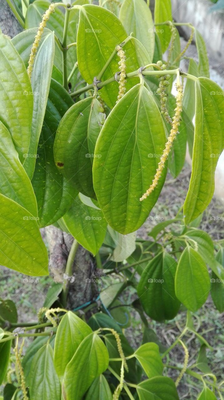 Pepper tree and it fruit