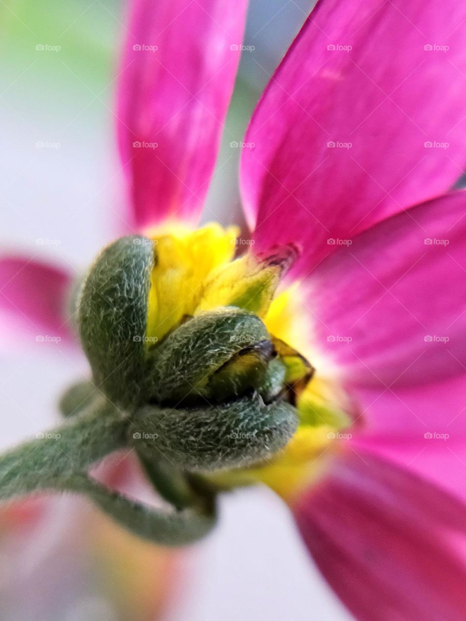 "Green, yellow, and pink." The natural beauty of this flower is gorgeous. The brightness of its colors are eye-catching