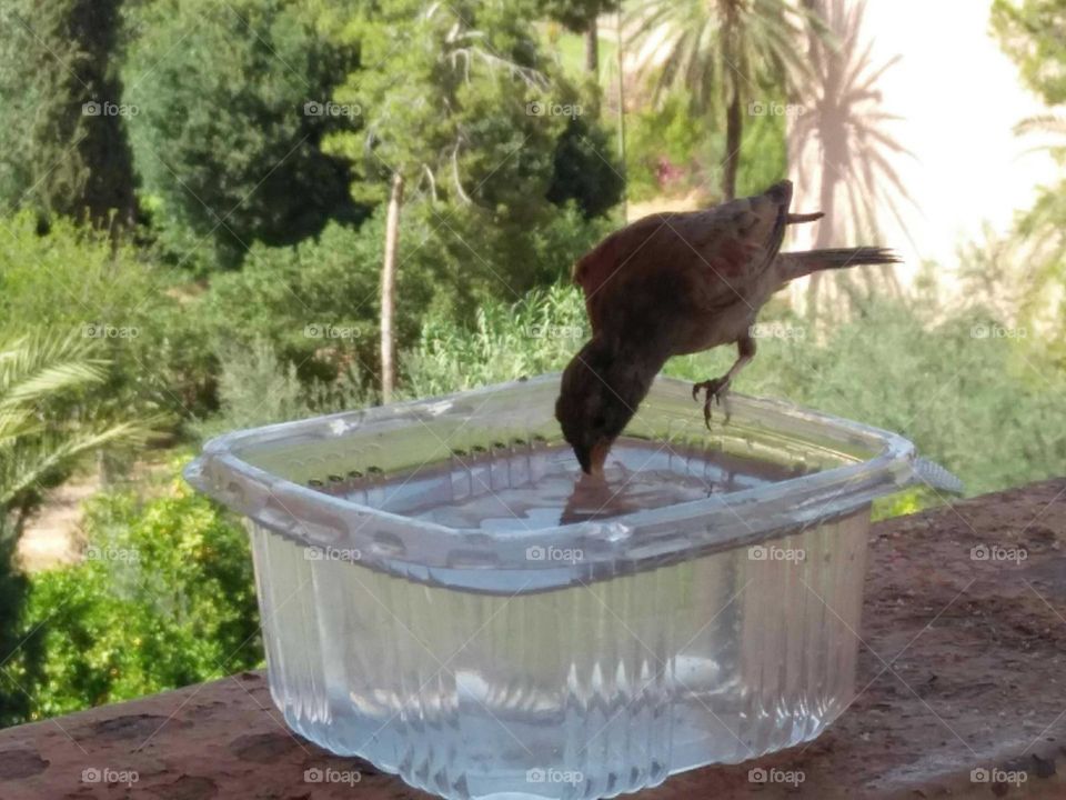  A bird drinking water from a vase.