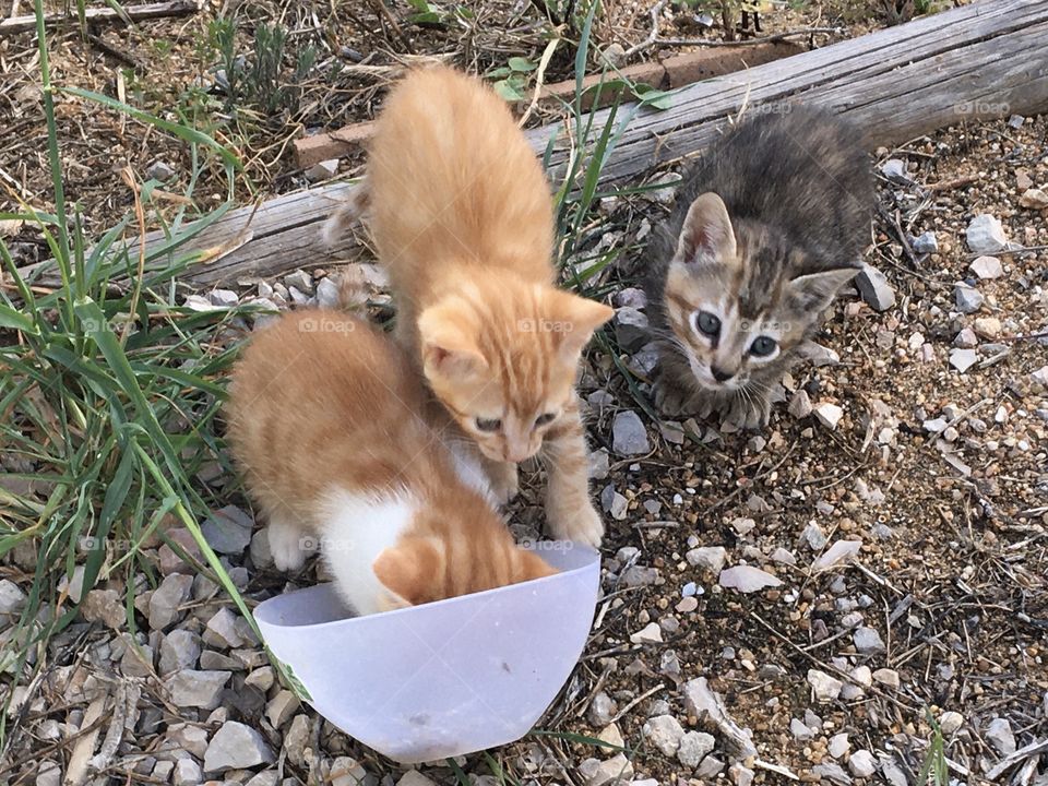 Trio of kittens discovering the world 